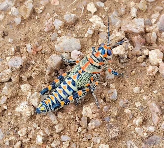 Contre toute attente histoires de chance inouie - #5 J’ai eu la chance de repérer et photographier cette magnifique Dactylotum bicolor (sauterelle arc-en-ciel) aujourd’hui