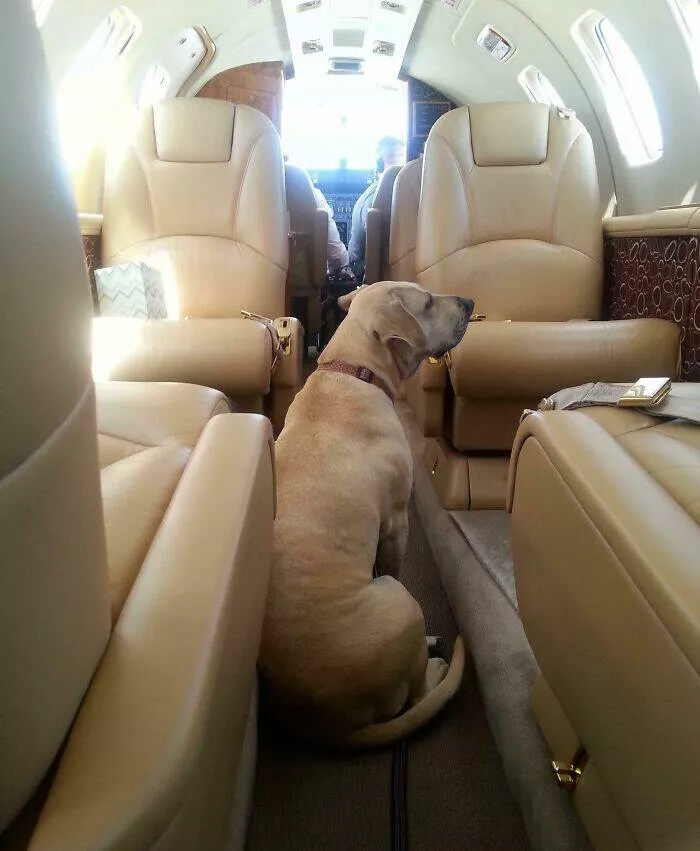 Against all odds stories of incredible fortune - #6 I hit the karma jackpot and received a free private jet flight to rescue my dog from a bad foster home