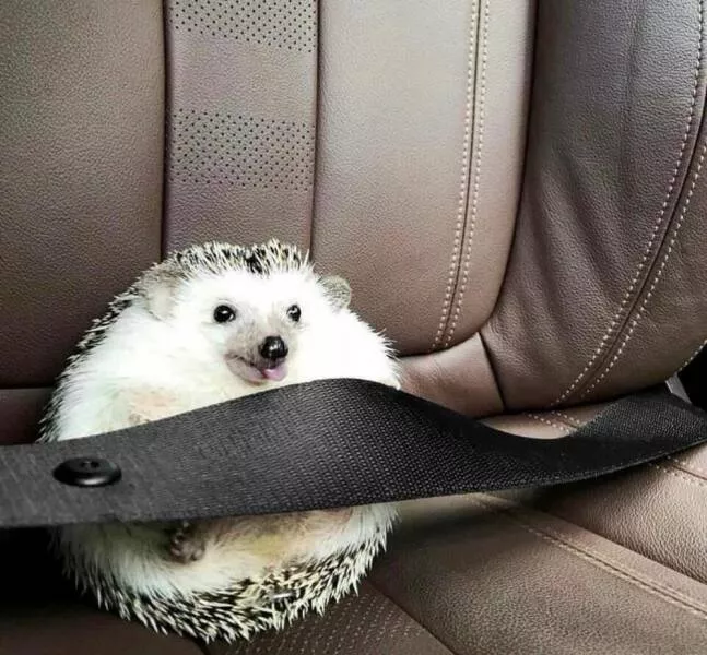 Picdump 1062 - #6 
