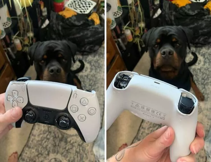 Forgetful fails that escalated fast - #10 Forgot to put my controller away before showering — our new puppy found it and chewed it