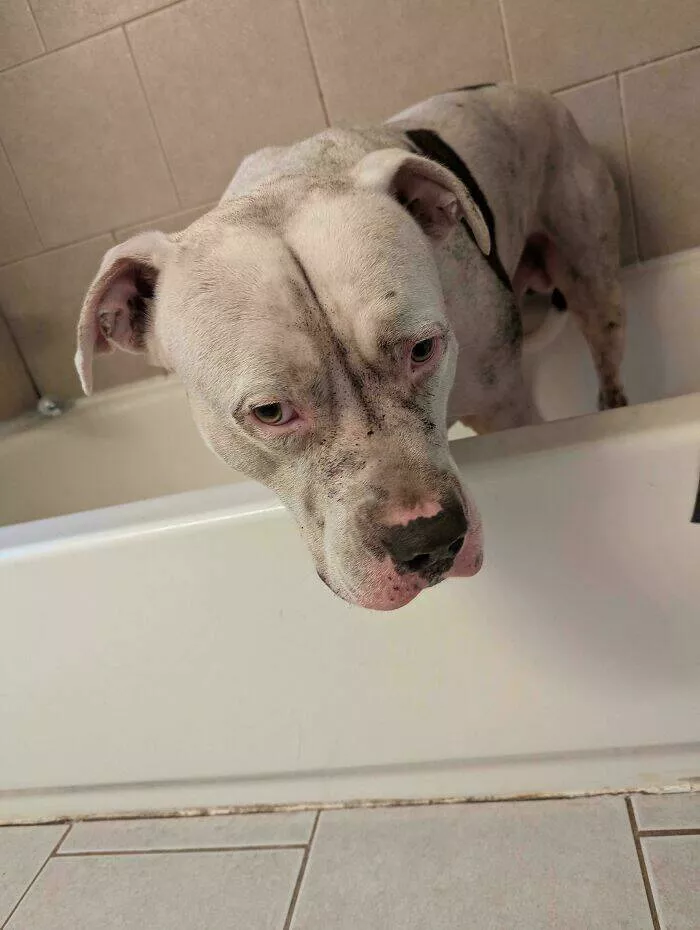 Forgetful fails that escalated fast - #18 Just gave him a bath
