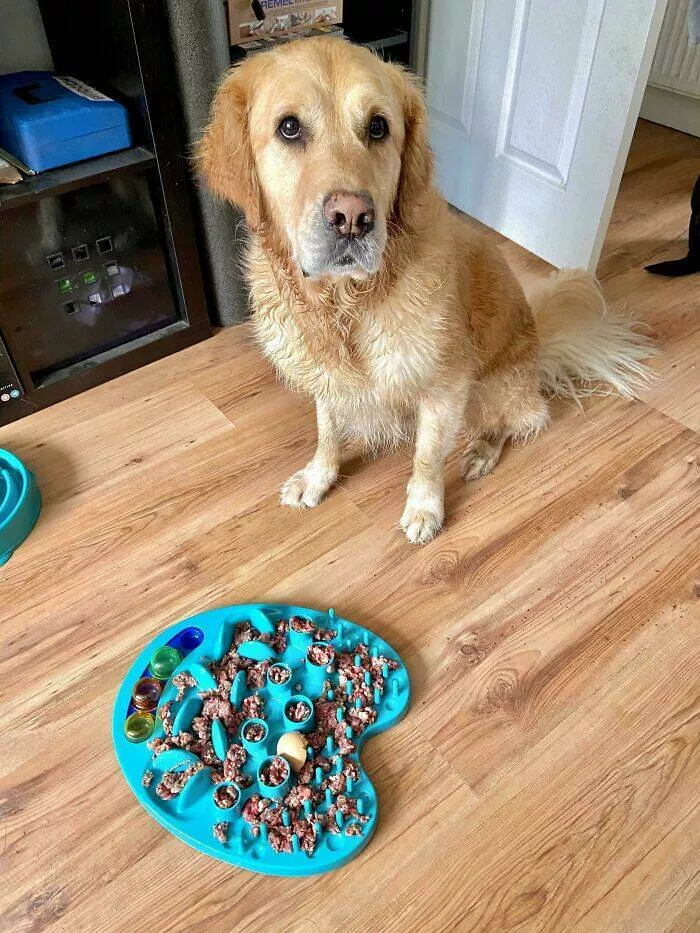 Forgetful fails that escalated fast - #2 Forgot to give him the go-ahead for food. Poor little guy waited ten minutes silently