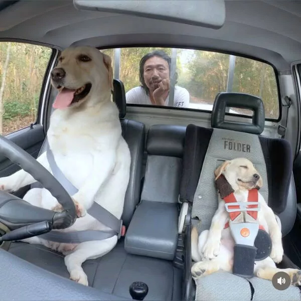 Hilarious pet antics that brighten your day - #11 