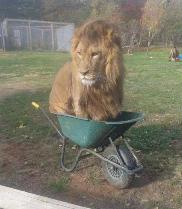 Hilarious pet antics that brighten your day - #13 