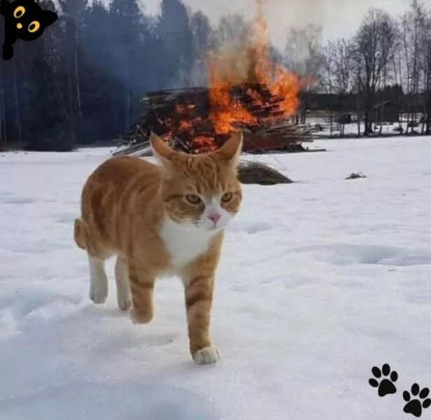 Hilarious pet antics that brighten your day - #14 