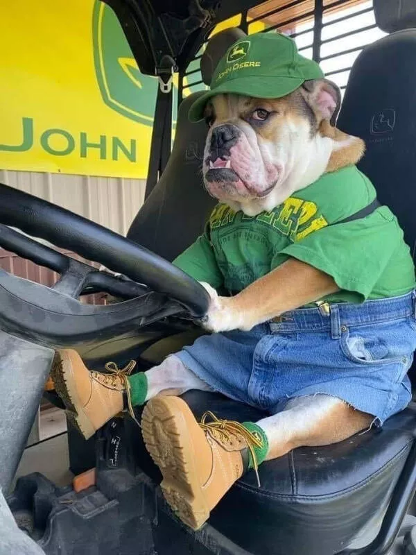 Hilarious pet antics that brighten your day - #16 