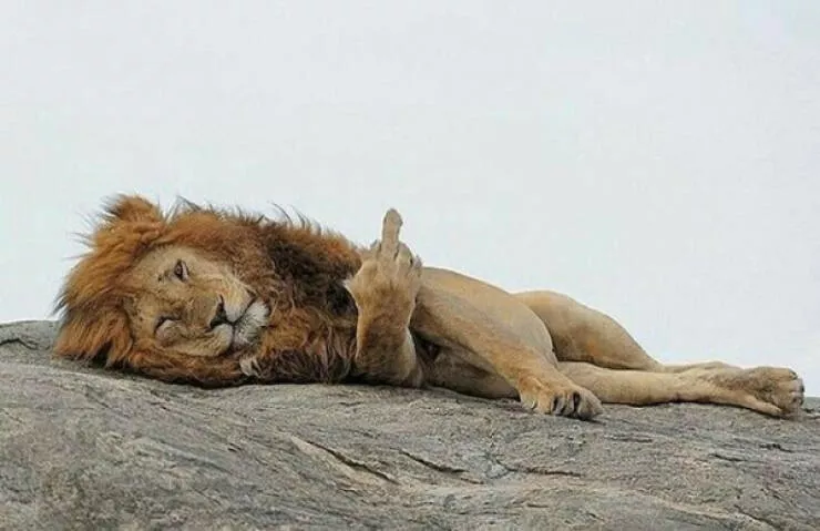 Hilarious pet antics that brighten your day