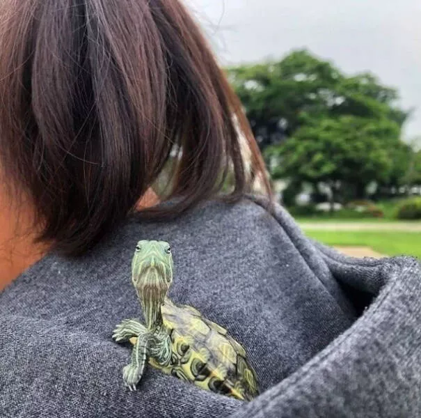 Hilarious pet antics that brighten your day - #3 