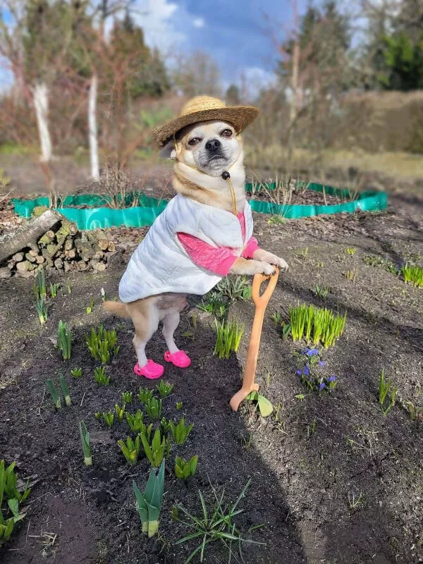 Hilarious pet antics that brighten your day - #4 
