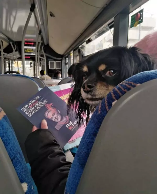 Hilarious pet antics that brighten your day - #5 