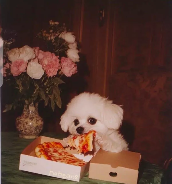 Hilarious pet antics that brighten your day