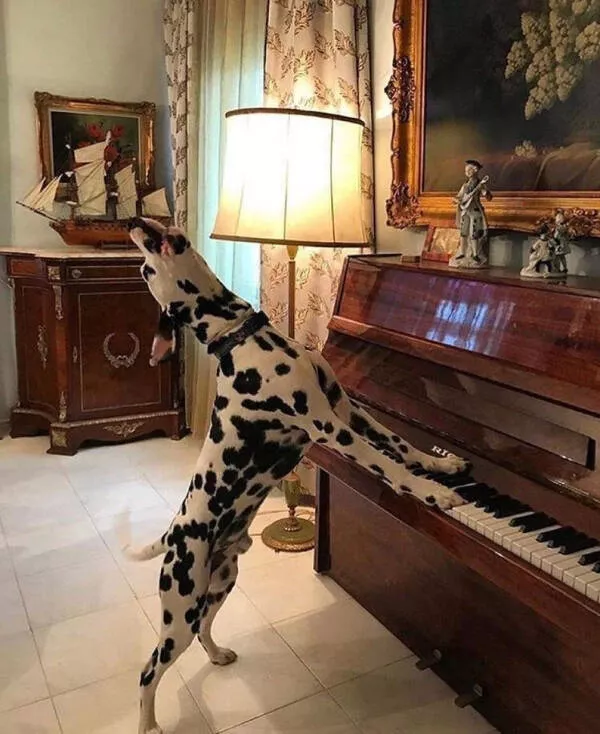 Hilarious pet antics that brighten your day - #8 