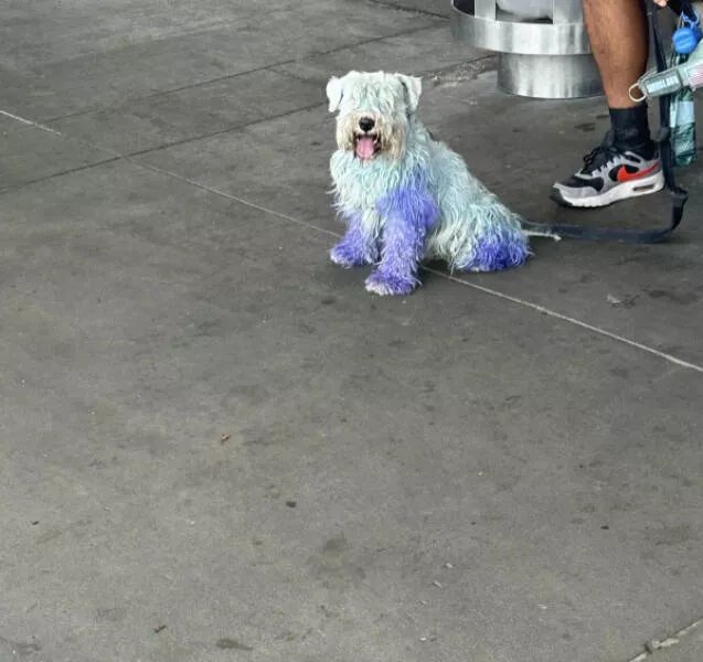 Captivating moments frozen in time - #11 Spotted someone out and about with a blue dog—yes, blue! Captivating moments frozen in time - #11 Spotted someone out and about with a blue dog—yes, blue!