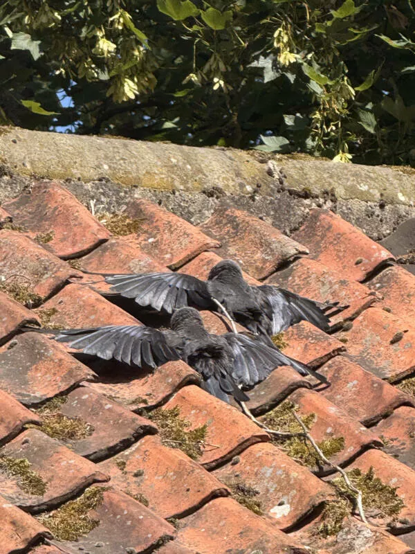Captivating moments frozen in time - #17 Crows were out sunbathing like it was a beach day at 26°C. Captivating moments frozen in time - #17 Crows were out sunbathing like it was a beach day at 26°C.