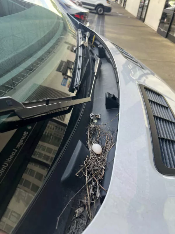Captivating moments frozen in time - #20 Went to return my U-Haul and found a bird’s nest and an egg chilling on the windshield. Captivating moments frozen in time - #20 Went to return my U-Haul and found a bird’s nest and an egg chilling on the windshield.