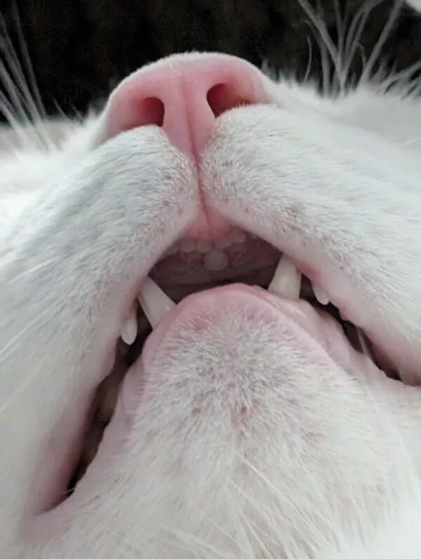 Captivating moments frozen in time - #8 My cat’s got a funky middle tooth going on. Captivating moments frozen in time - #8 My cat’s got a funky middle tooth going on.