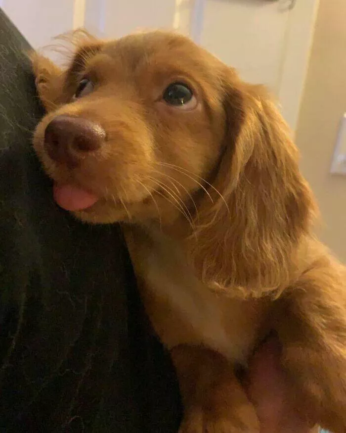 Les chiens les plus adorables qui soient - #1 