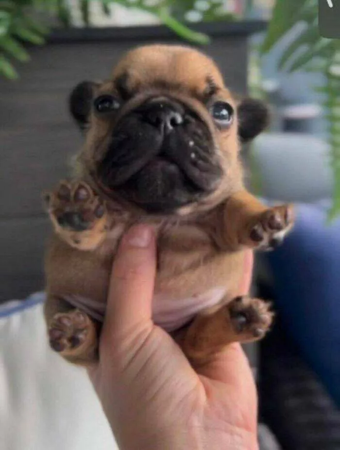 Irresistibly cute dogs that steal your heart - #10 