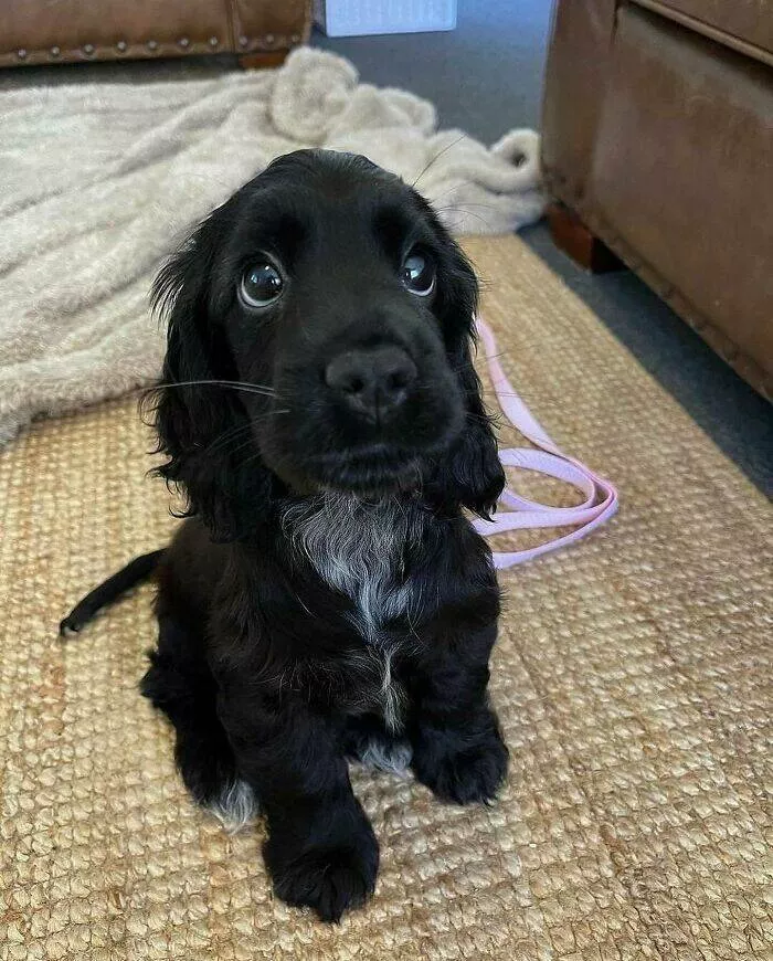 Irresistibly cute dogs that steal your heart - #11 