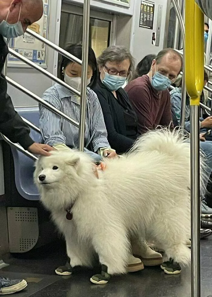 Les chiens les plus adorables qui soient - #12 