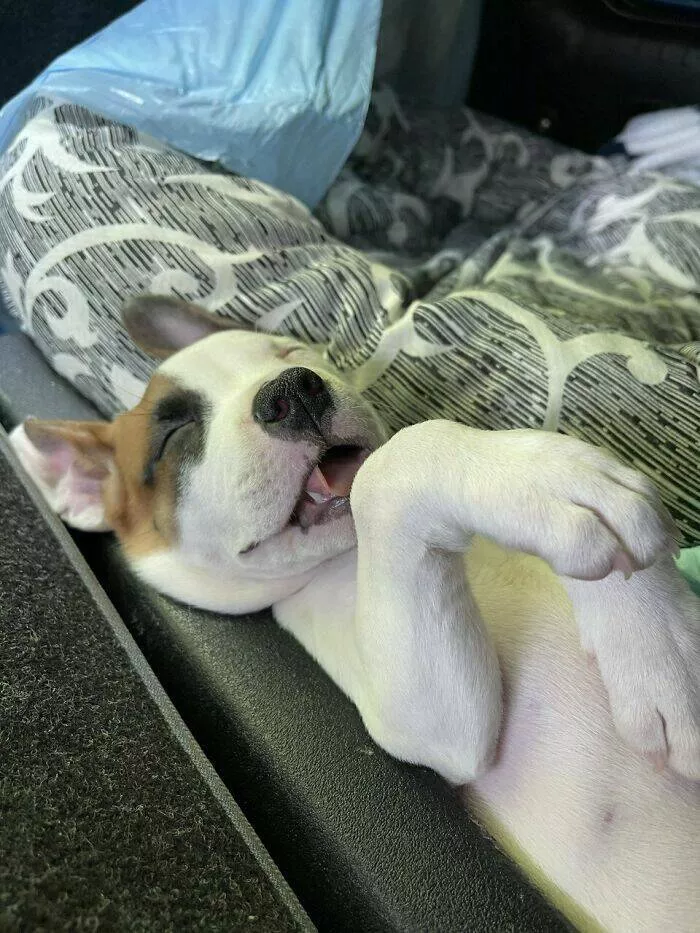 Irresistibly cute dogs that steal your heart - #13 