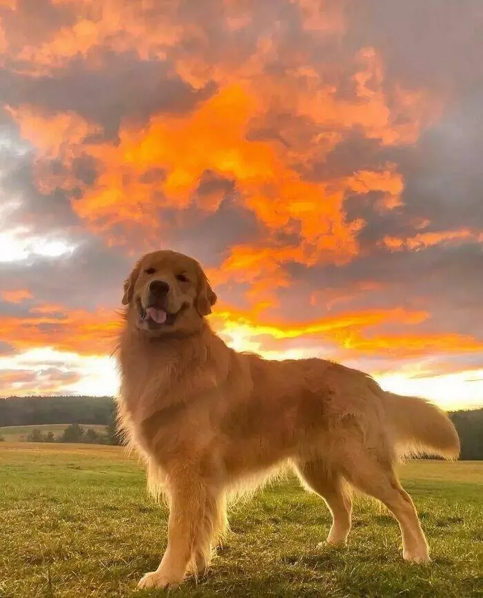 Les chiens les plus adorables qui soient - #14 