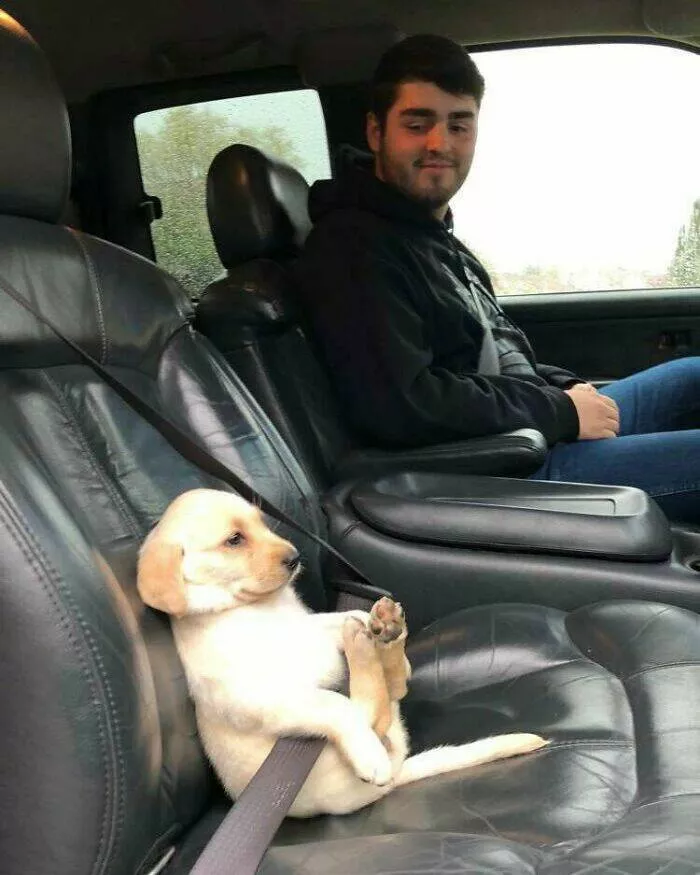 Irresistibly cute dogs that steal your heart - #15 