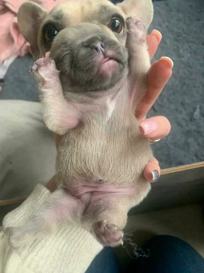 Irresistibly cute dogs that steal your heart - #17 