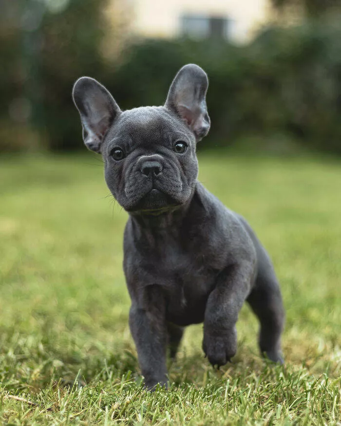 Irresistibly cute dogs that steal your heart - #18 