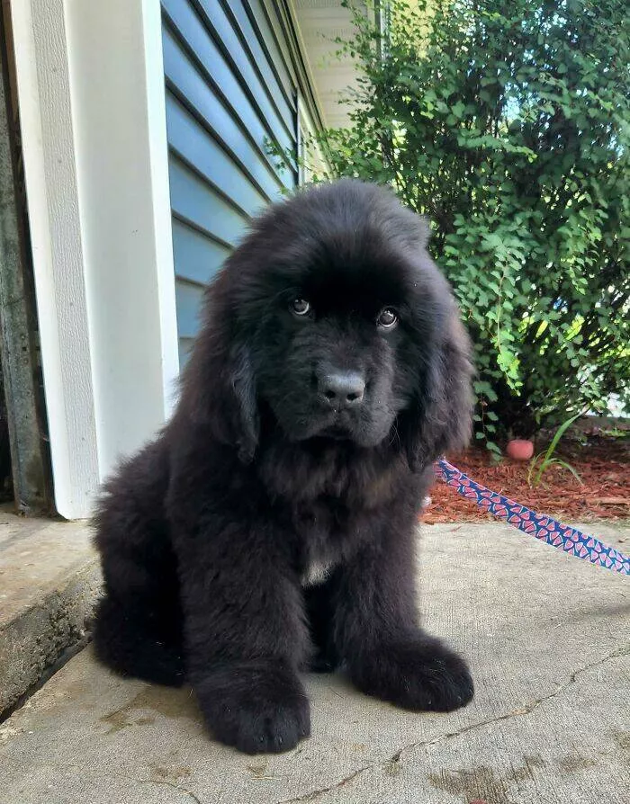 Irresistibly cute dogs that steal your heart - #19 