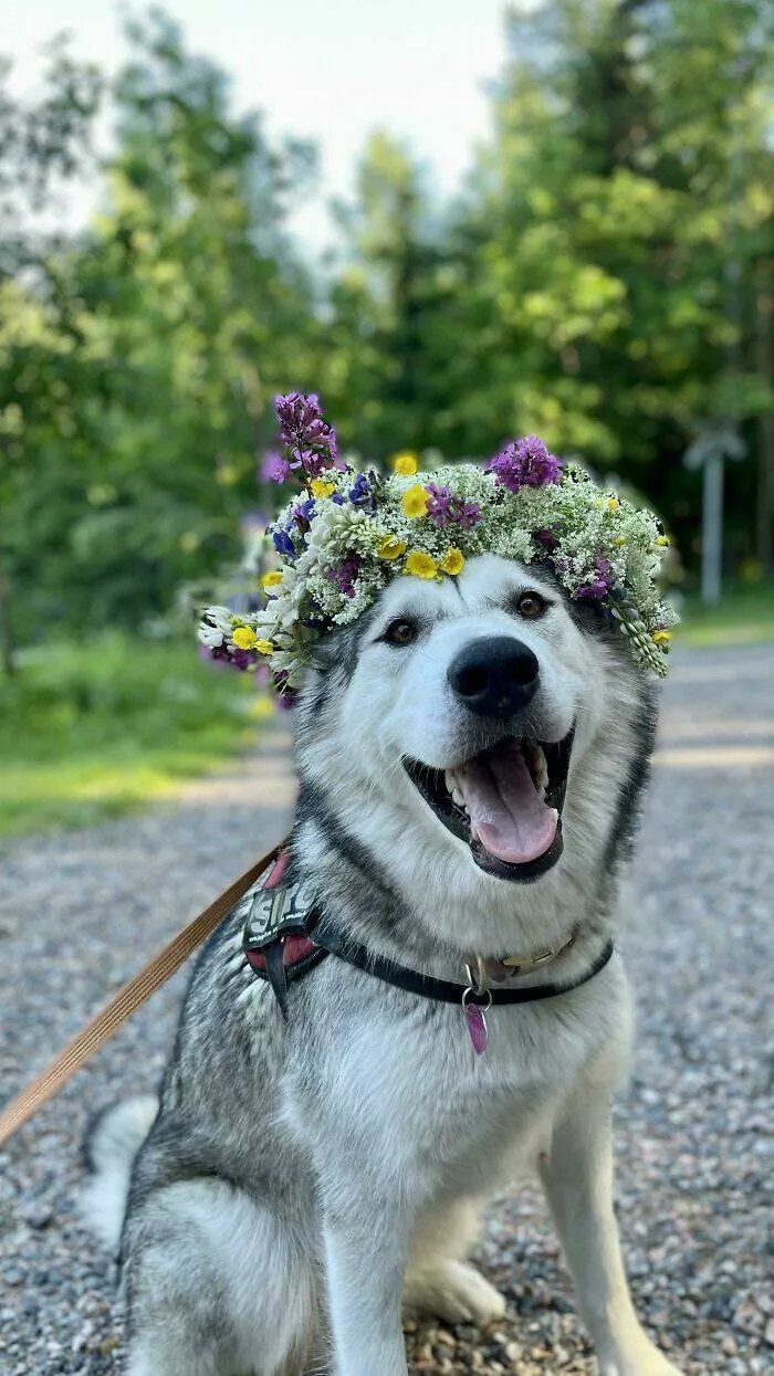 Irresistibly cute dogs that steal your heart - #2 