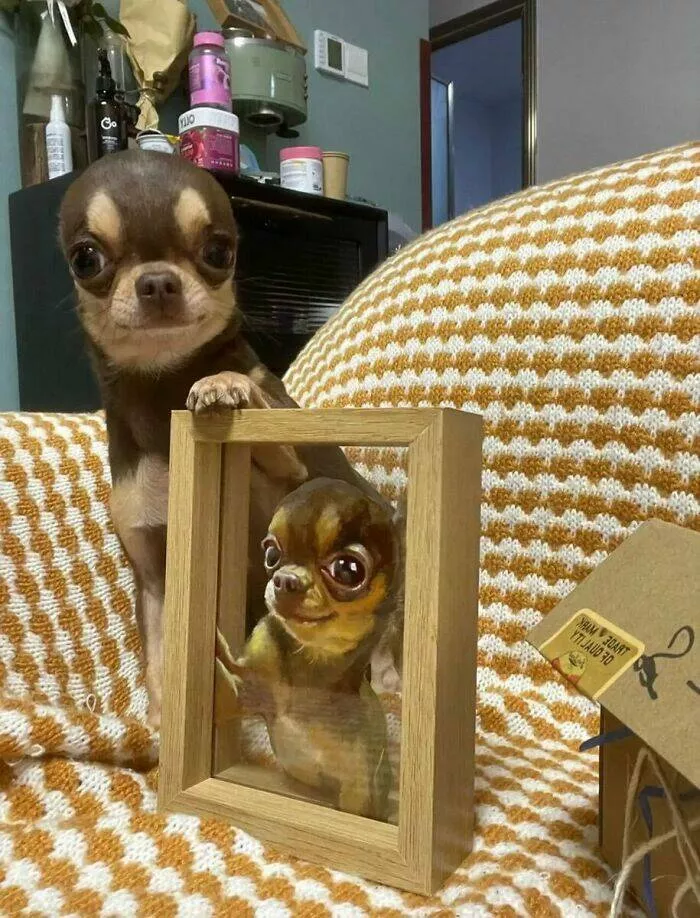 Les chiens les plus adorables qui soient - #20 