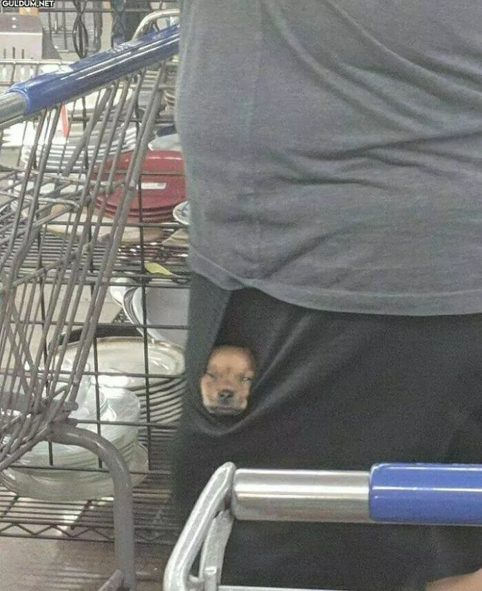 Irresistibly cute dogs that steal your heart - #21 