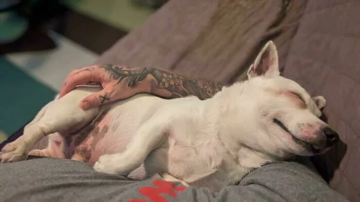 Irresistibly cute dogs that steal your heart - #22 