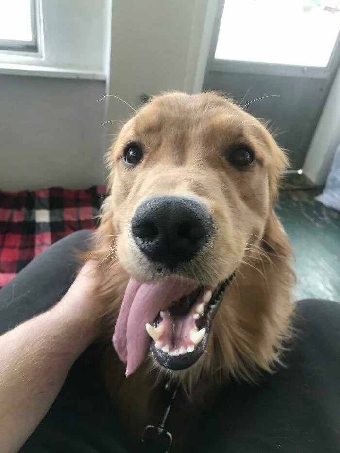 Irresistibly cute dogs that steal your heart - #23 
