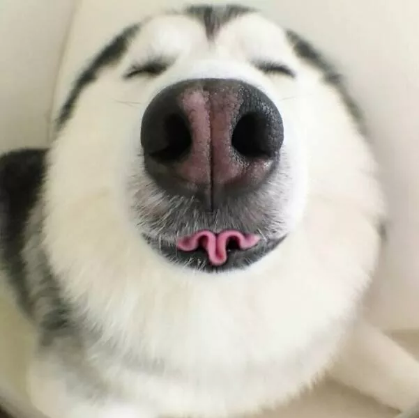 Irresistibly cute dogs that steal your heart - #24 