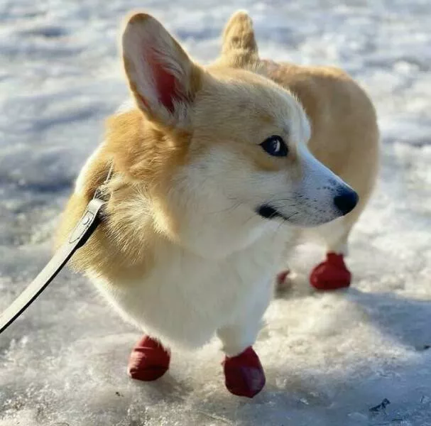 Irresistibly cute dogs that steal your heart - #25 