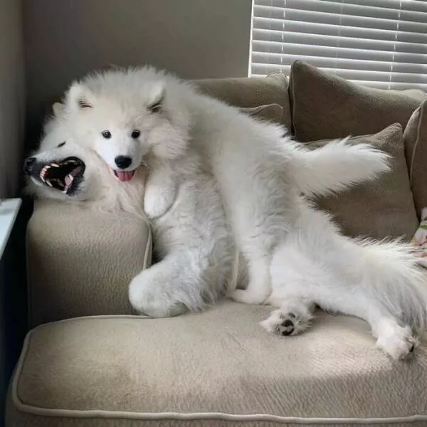 Irresistibly cute dogs that steal your heart - #26 