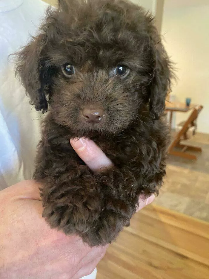 Irresistibly cute dogs that steal your heart - #27 