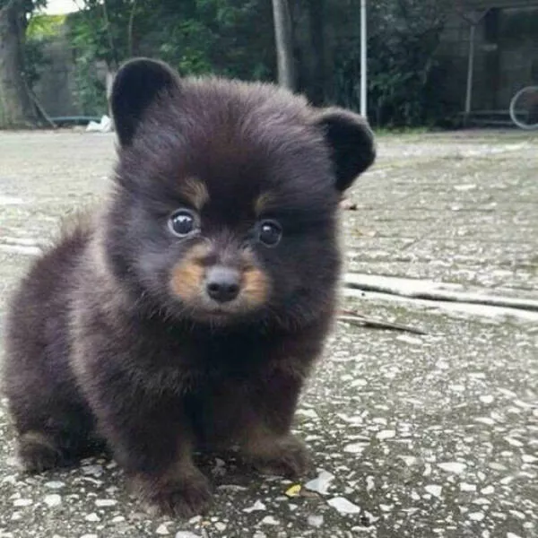 Irresistibly cute dogs that steal your heart - #28 