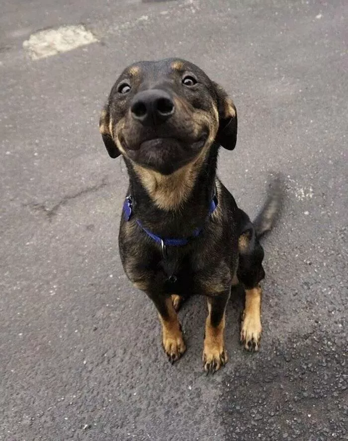 Irresistibly cute dogs that steal your heart - #29 
