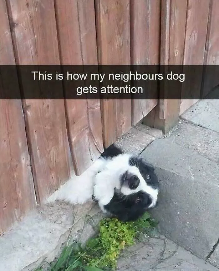 Irresistibly cute dogs that steal your heart - #3 