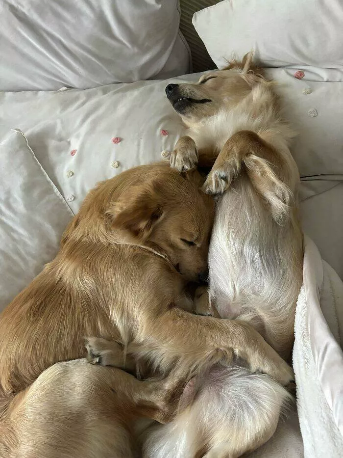 Irresistibly cute dogs that steal your heart - #30 