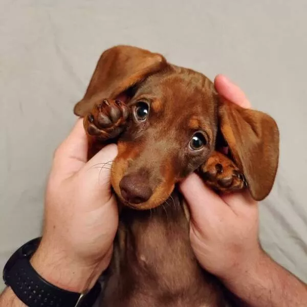 Irresistibly cute dogs that steal your heart - #31 