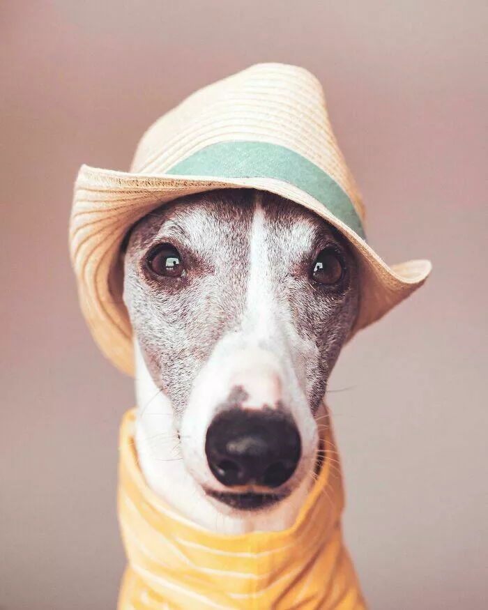 Irresistibly cute dogs that steal your heart - #32 