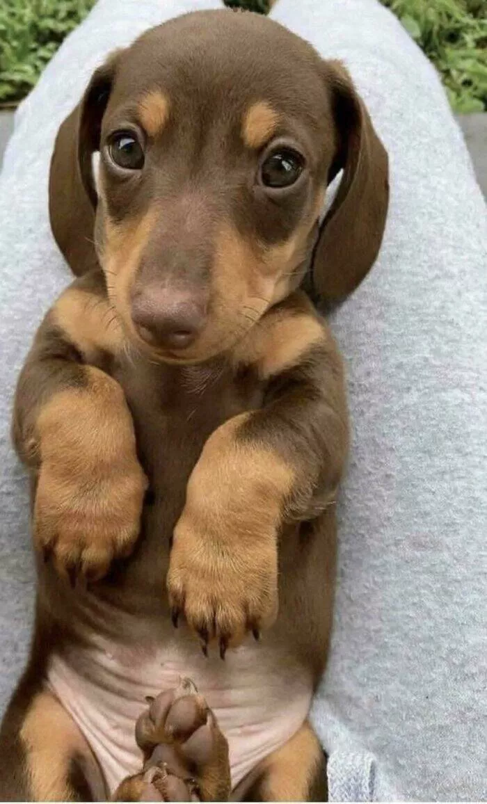 Irresistibly cute dogs that steal your heart - #33 