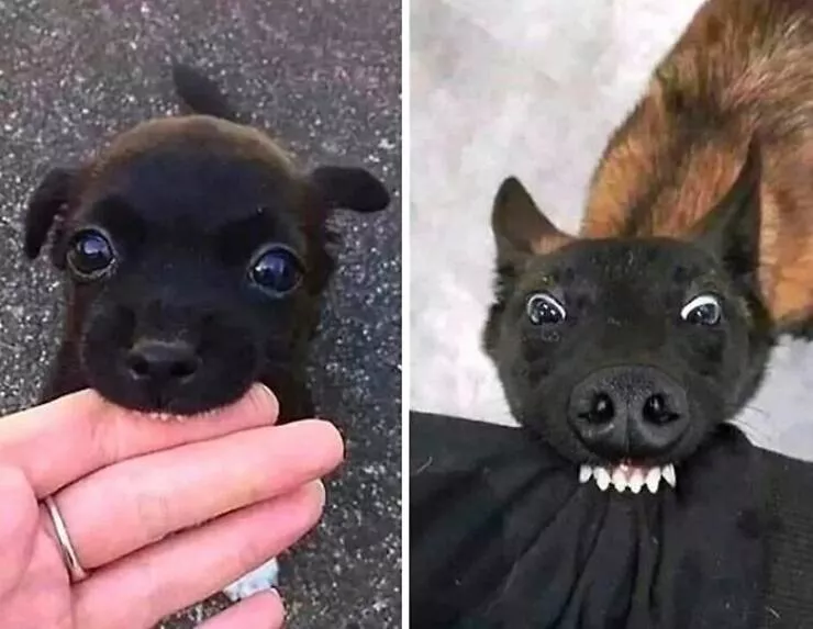 Irresistibly cute dogs that steal your heart - #34 