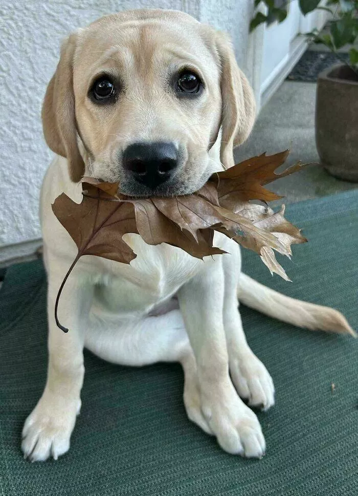 Les chiens les plus adorables qui soient - #37 