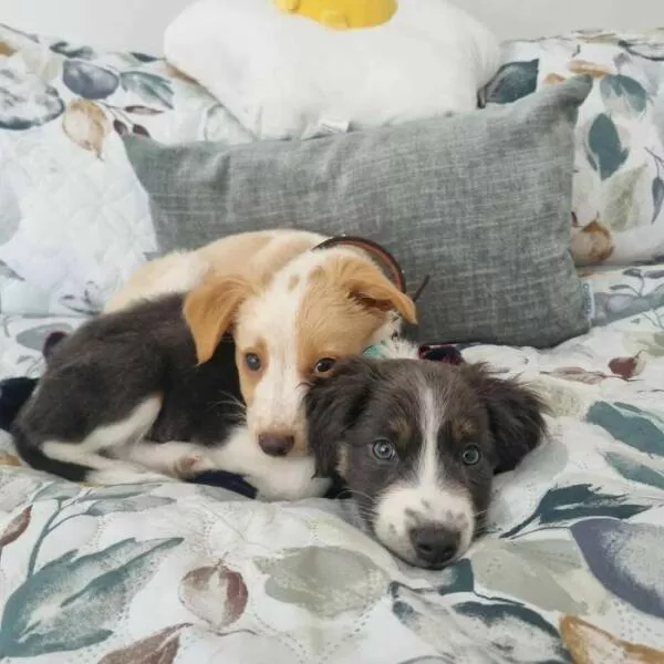 Irresistibly cute dogs that steal your heart - #39 