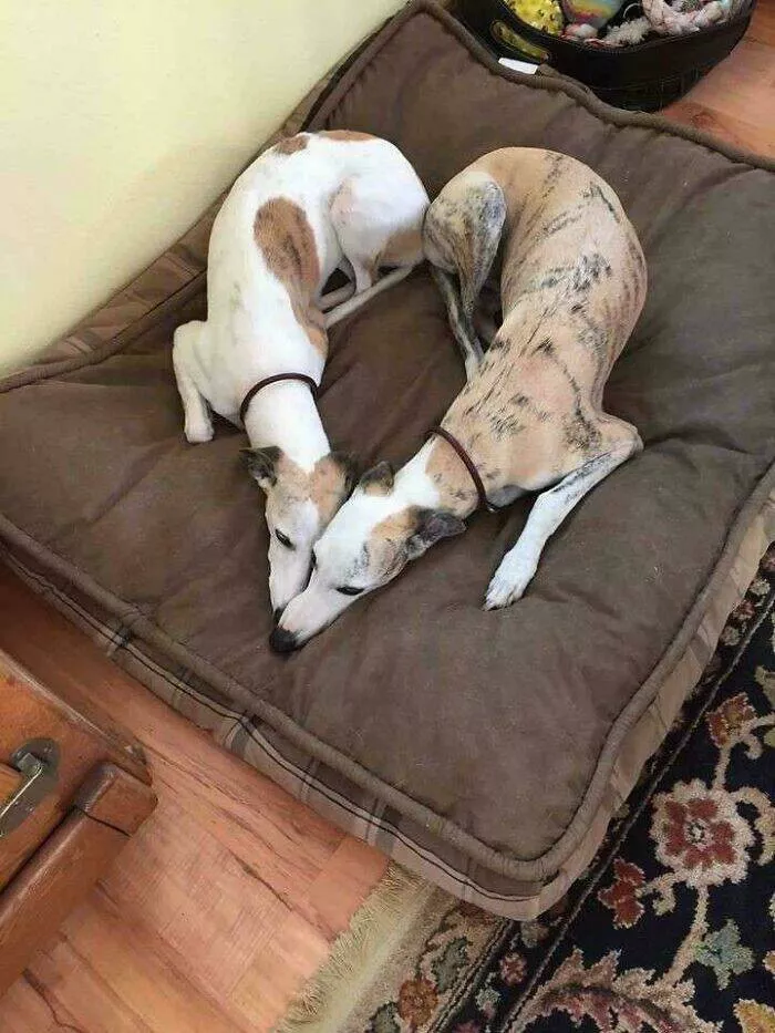 Irresistibly cute dogs that steal your heart - #4 